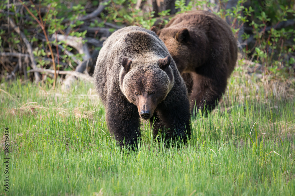 Fototapeta premium Grizzly bears during mating season