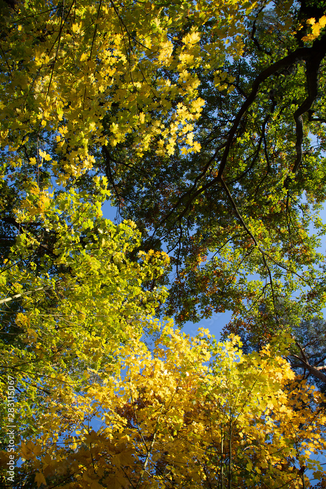 farbiges Herbstlaub an einem Baum, von unten fotografiert farbiges Herbstlaub an einem Baum, von unten fotografiert
