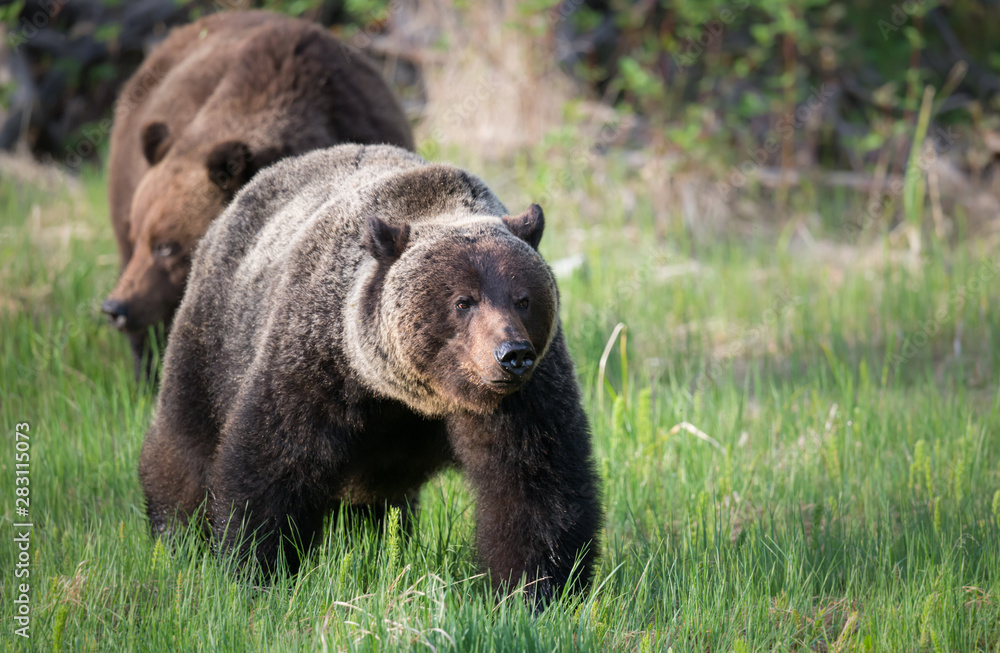 Grizzly bears during mating season Grizzly bears during mating season