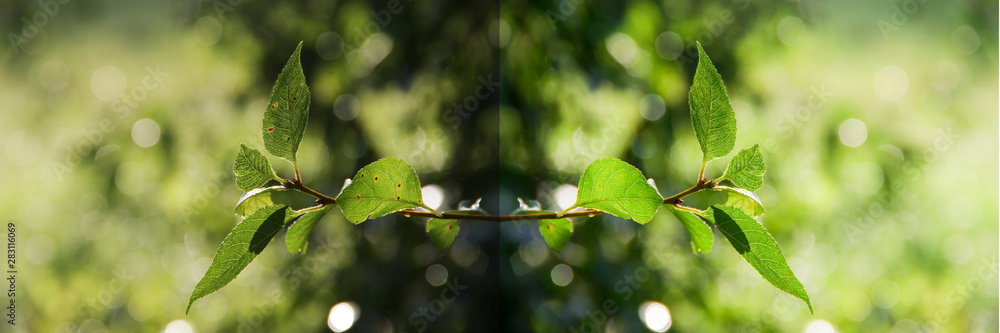 Apple tree fresh green leaves. Edited photo vs original Apple tree fresh green leaves. Edited photo vs original