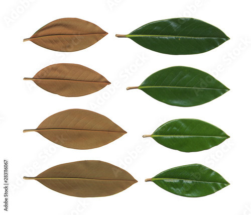 Collection of green plants. Elements for design. with green leaves isolated on white. Large collection of magnolia leaves isolated on white background. 