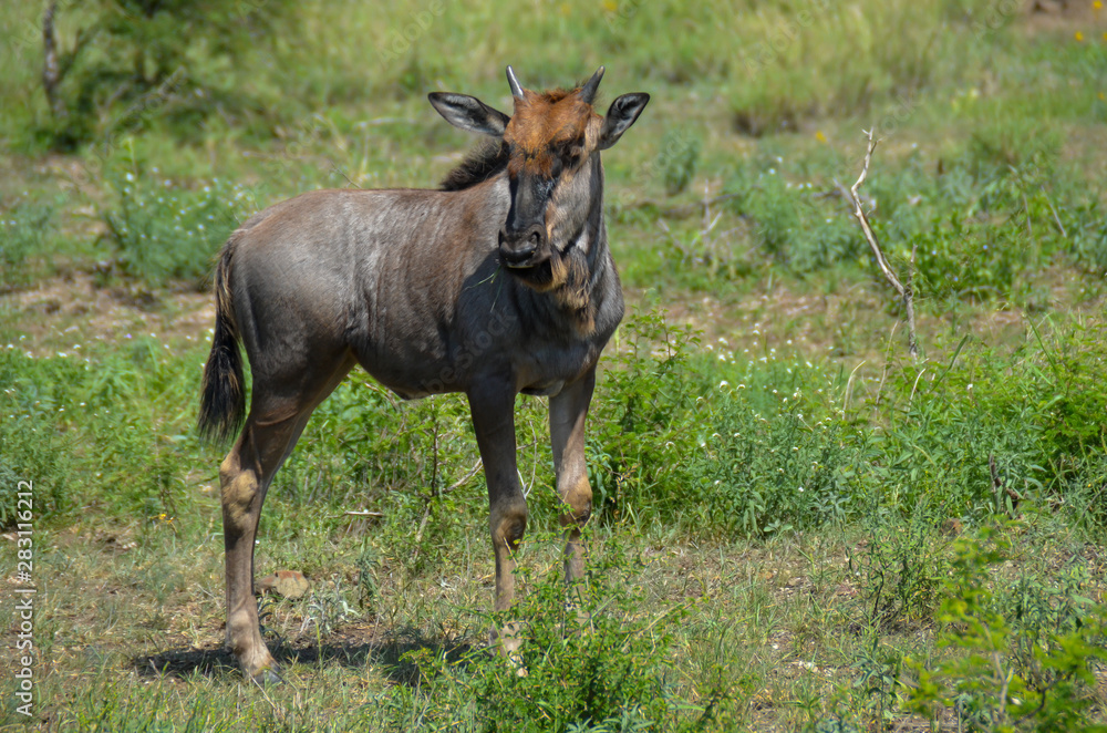 Gnu Jungtier hält Ausschau