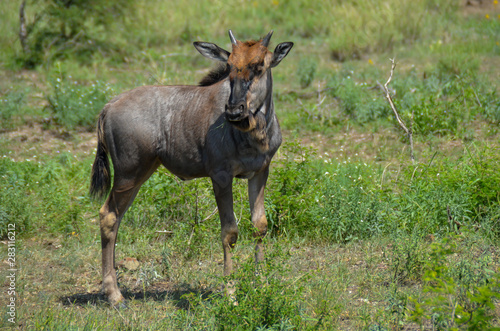 Gnu Jungtier h  lt Ausschau