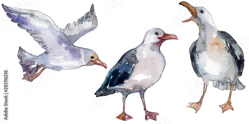 Sky bird seagull in a wildlife. Watercolor background illustration set. Isolated gull illustration element.