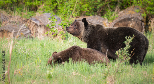 Grizzly bears during mating season © Jillian