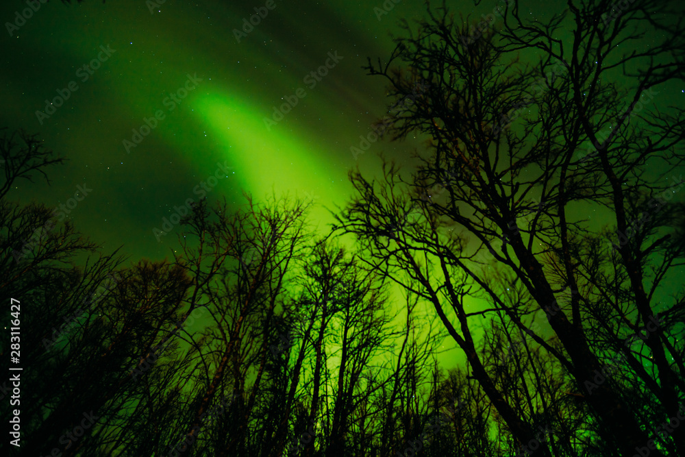 Fototapeta premium Northern Lights Tromsø