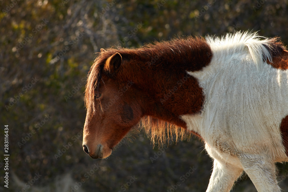 Obraz premium Wildlife