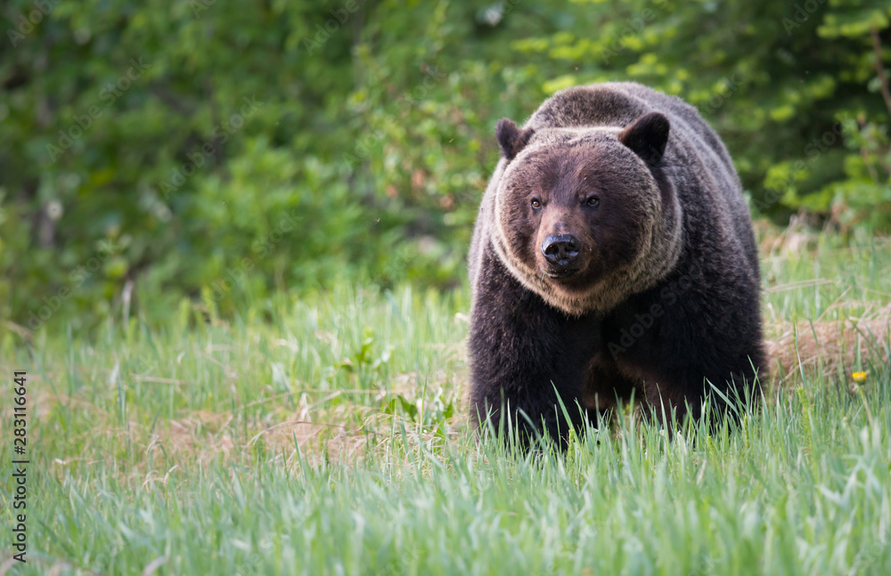 Fototapeta premium Grizzly bears during mating season