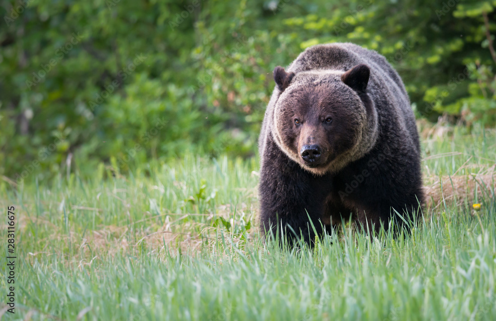 Fototapeta premium Grizzly bears during mating season
