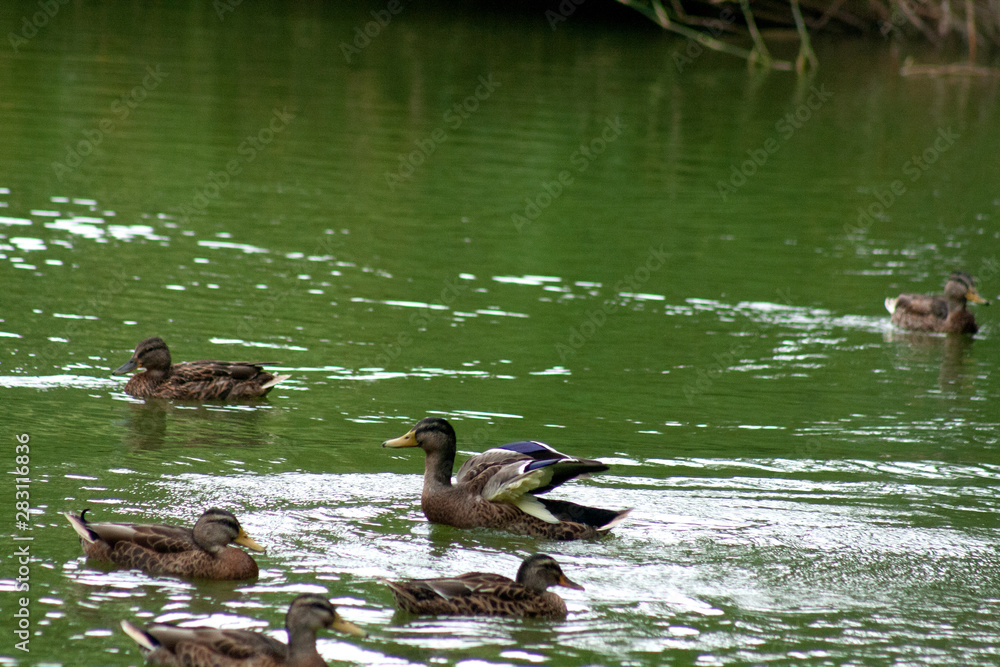 ducks in pond ducks in pond