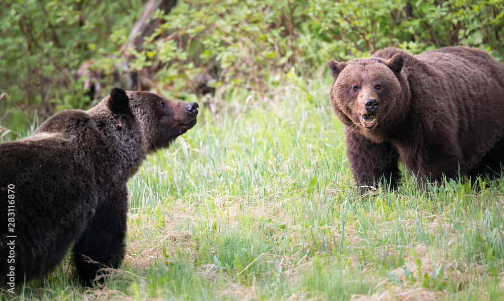 Grizzly bears during mating season Grizzly bears during mating season
