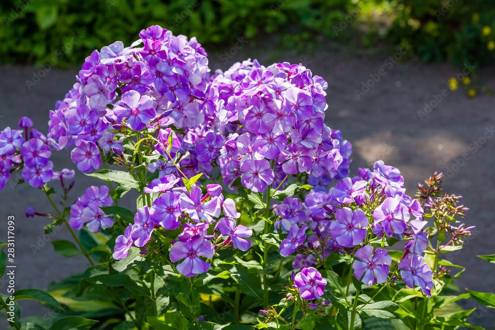 Blossom phlox paniculata in garden. Purple flower Phlox paniculata in natural background. Blossom phlox paniculata in garden. Purple flower Phlox paniculata in natural background.