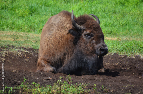 Bison are large, even-toed ungulates in the genus Bison within the subfamily Bovinae. photo