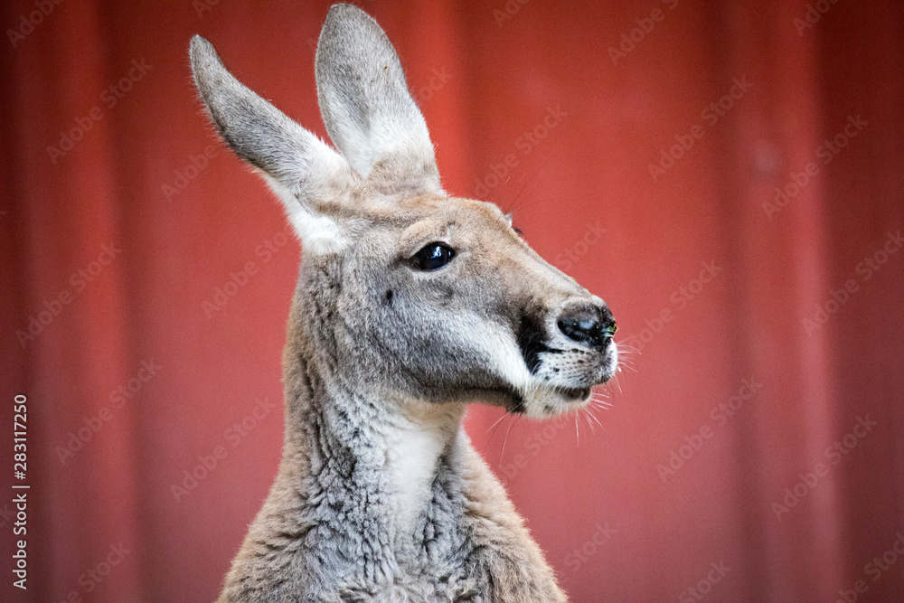 Kangaroo Kangaroo