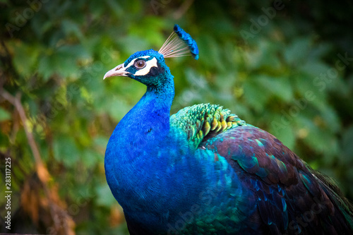 Wallpaper Mural close up of peacock Torontodigital.ca
