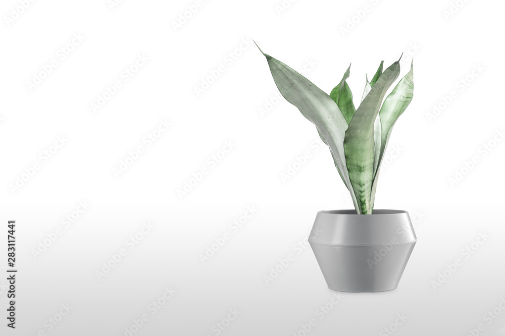 Sansevieria plant in pot on white table Sansevieria plant in pot on white table