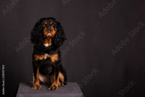 Φωτογραφία Adorable Cavalier King Charles Spaniel dog poses for portraits in a studio