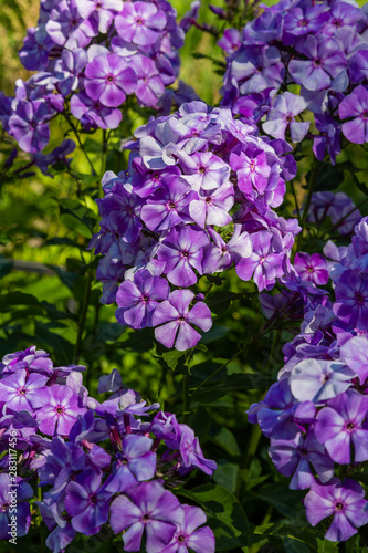Blossom phlox paniculata in garden. Purple flower Phlox paniculata in natural background. © Flower_Garden
