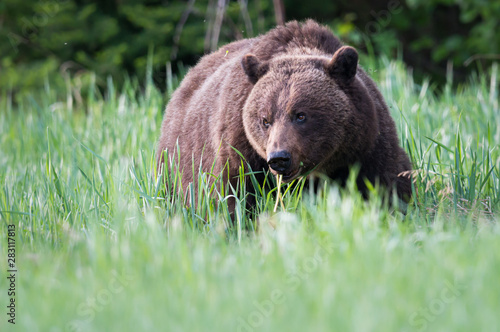 Grizzly bears during mating season