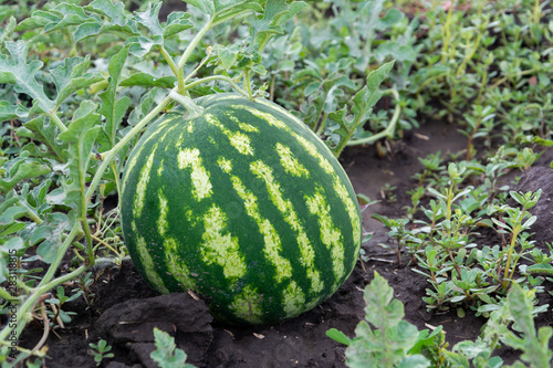 Growing watermelon. The growth of watermelon in the field. Harvesting. Copy space. Agriculture Ukraine.
