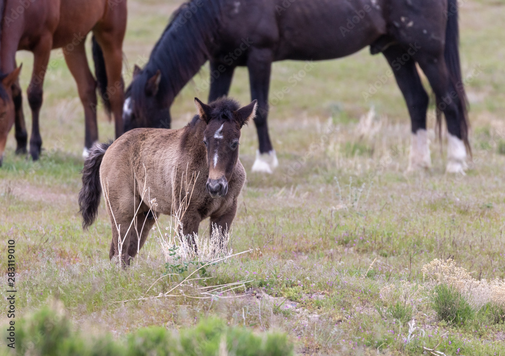 Cute Wild Horse Foal in the Utah Desert Cute Wild Horse Foal in the Utah Desert