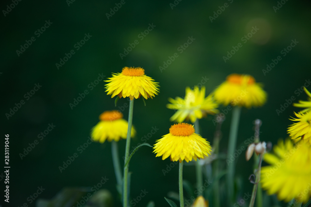 Xerochrysum bracteatum yellow strawflowers Xerochrysum bracteatum yellow strawflowers
