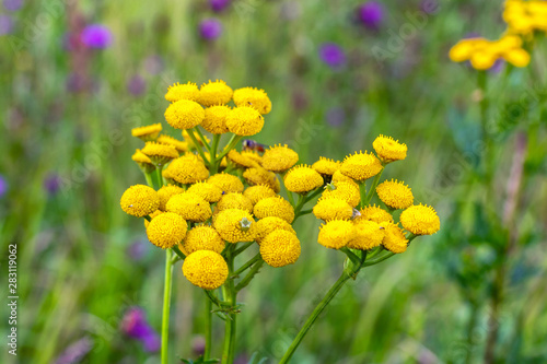 Yellow wildflowers the tansy