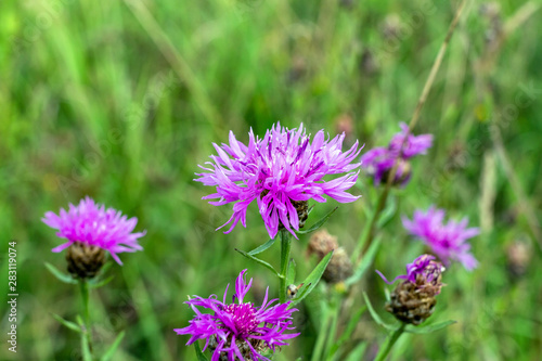 Flowers of cornflower rough  Centaurea scabiosa 