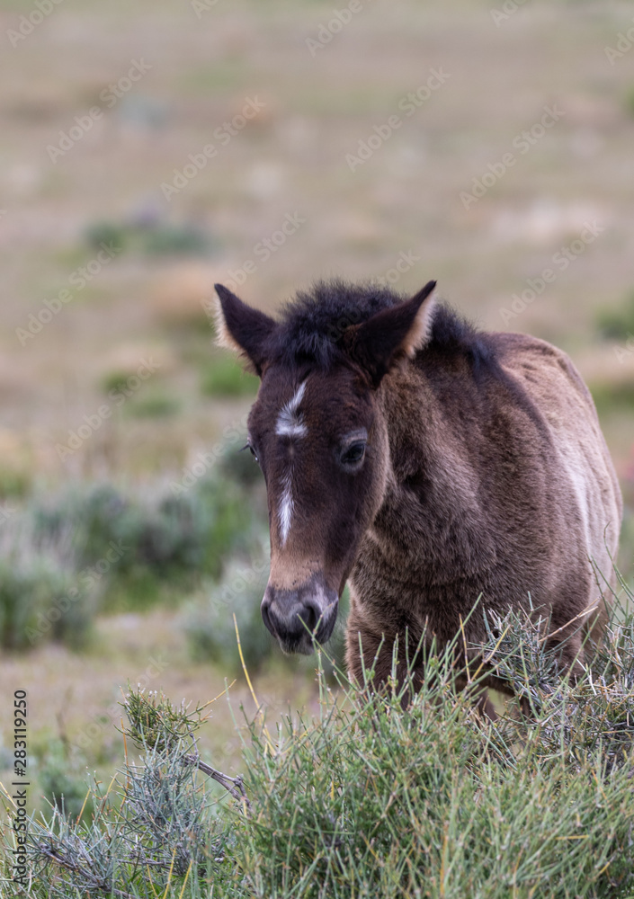 Cute Wild Horse Foal in the Utah Desert Cute Wild Horse Foal in the Utah Desert