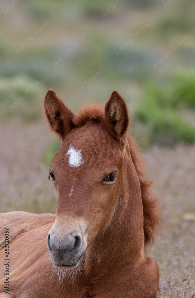 Cute Wild Horse Foal in the Utah Desert