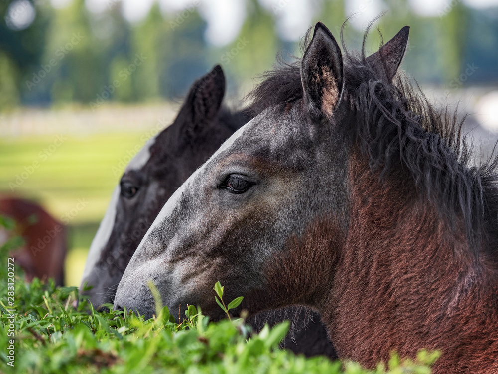 Ταπετσαρία two The Old Kladruber horses, foals
