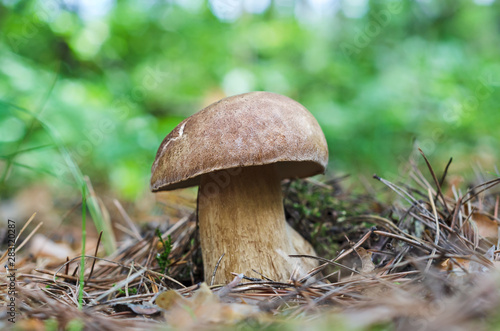 Edible mushrooms in the forest on a natural background. White mushroom, selective focus