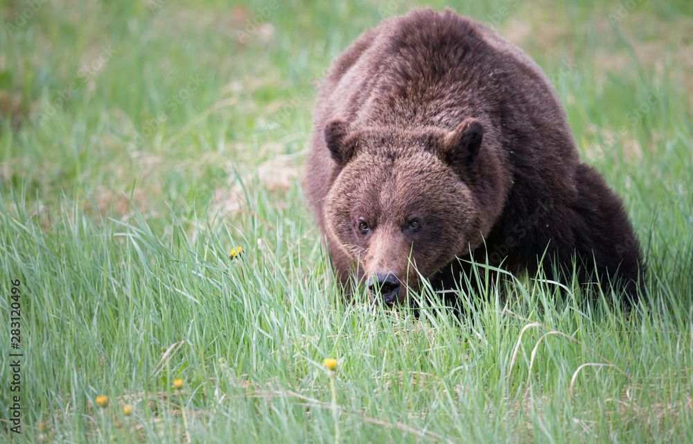 Fototapeta premium Girzzly bears during mating season