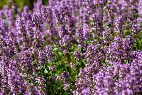 Blooming breckland thyme  Thymus serpyllum . Close-up of pink flowers of wild thyme on stone as a background. Thyme ground cover plant for rock garden.