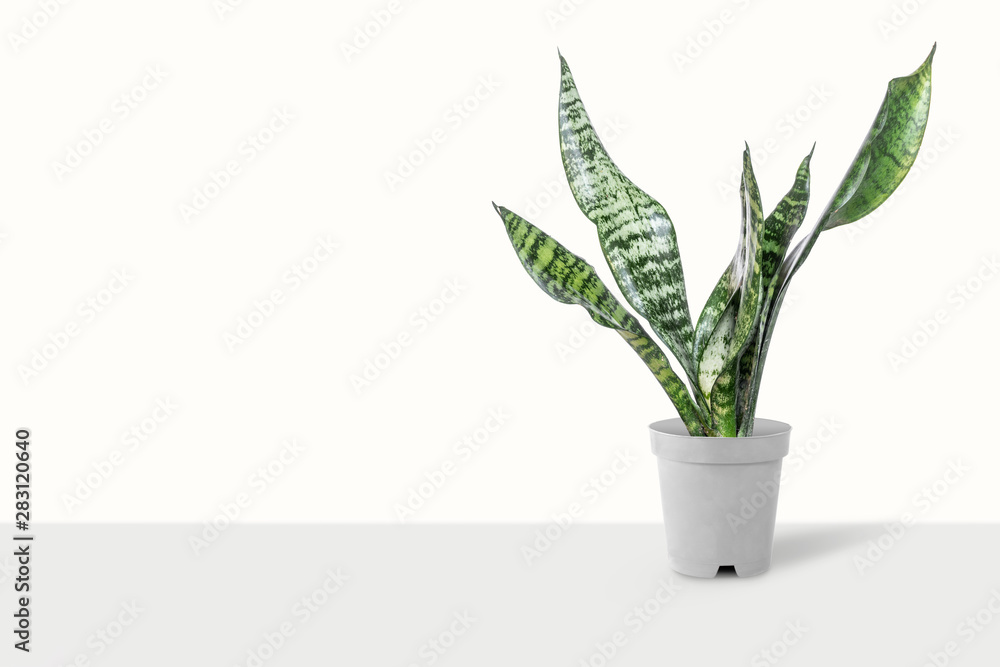 Sansevieria plant in pot on white table Sansevieria plant in pot on white table