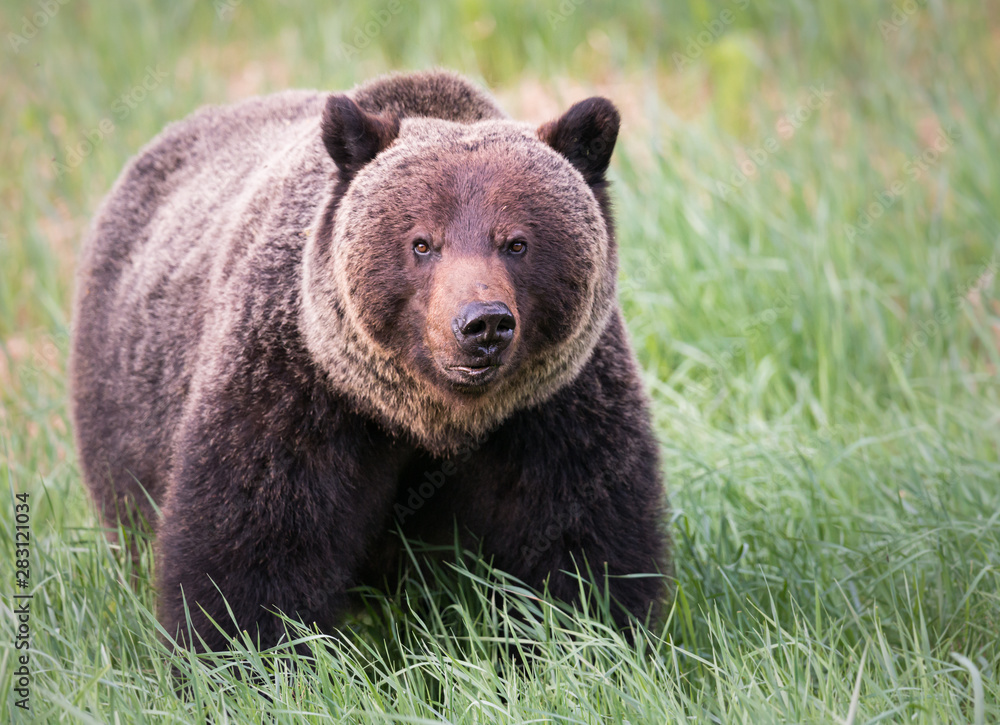 Girzzly bears during mating season Girzzly bears during mating season
