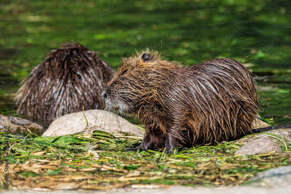 Coypu, Myocastor coypus, also known as river rat or nutria Coypu, Myocastor coypus, also known as river rat or nutria