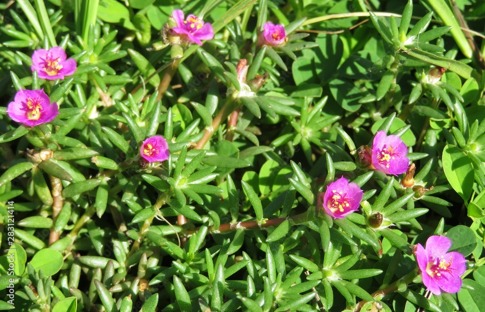 Beautiful portulaca oleracea flowers in Florida nature Beautiful portulaca oleracea flowers in Florida nature