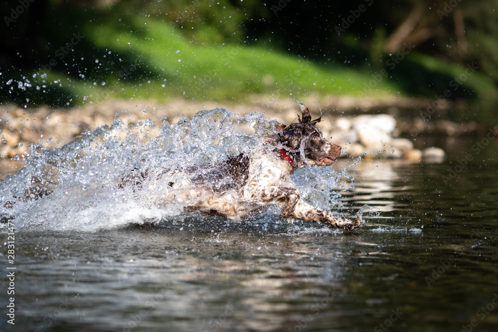 Fototapeta premium Dog running in water - English Springer Spaniel