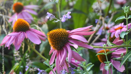 Bright and show purple Echinacea purpurea and mentha flowers meadow close up.
