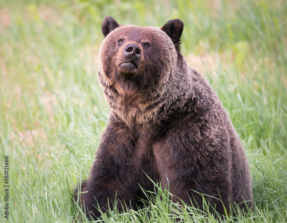 Girzzly bears during mating season Girzzly bears during mating season
