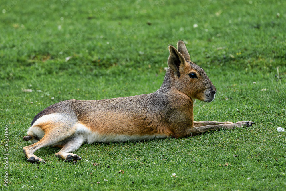 Obraz premium Patagonian Mara, Dolichotis patagonum are large relatives of guinea pigs