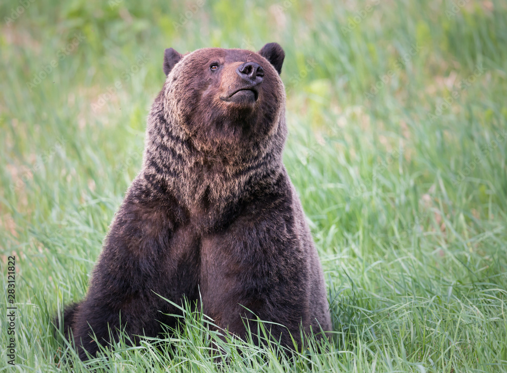Fototapeta premium Girzzly bears during mating season