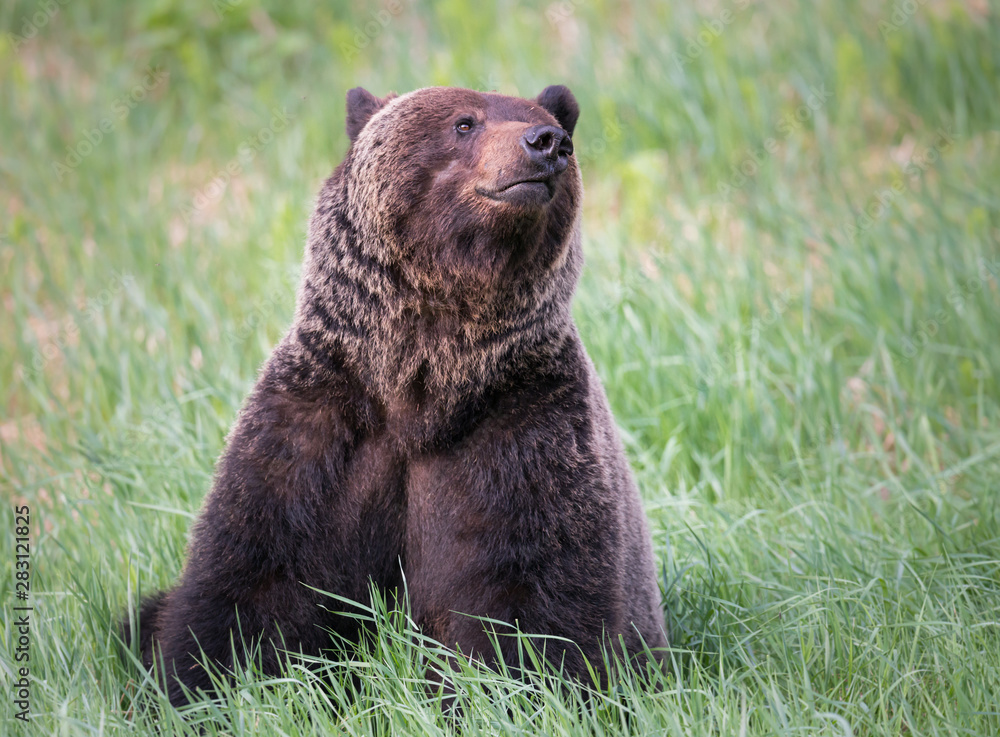 Girzzly bears during mating season Girzzly bears during mating season