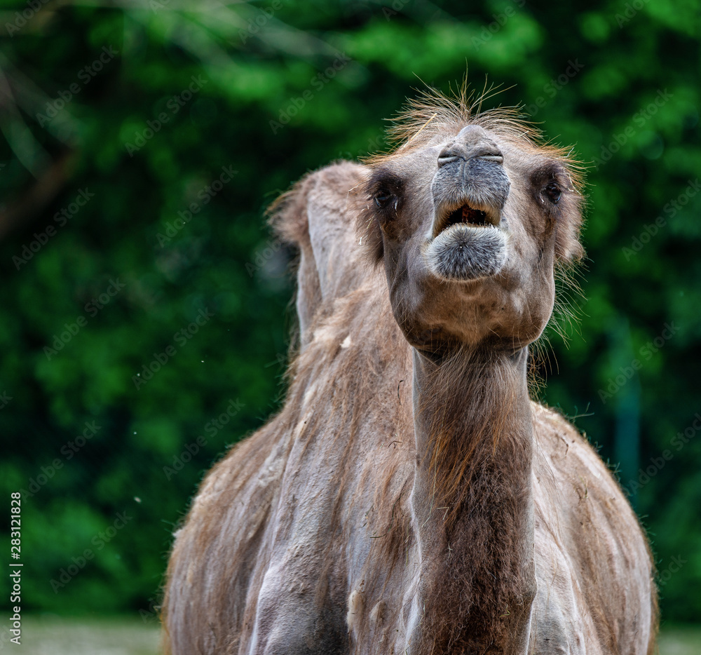 Fototapeta premium Bactrian camel, Camelus bactrianus in a german zoo