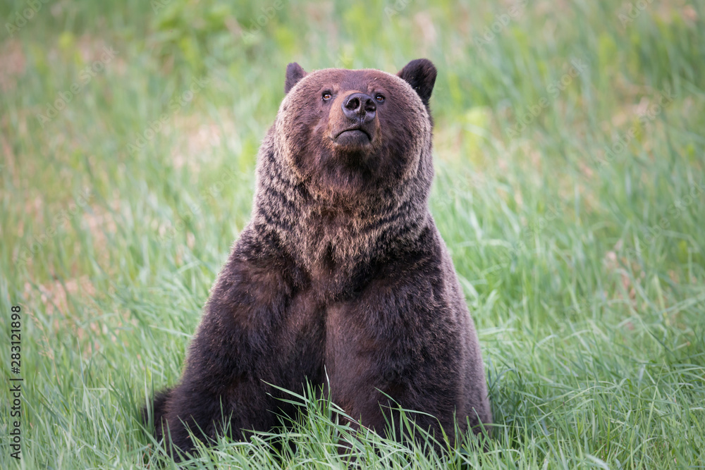 Fototapeta premium Girzzly bears during mating season