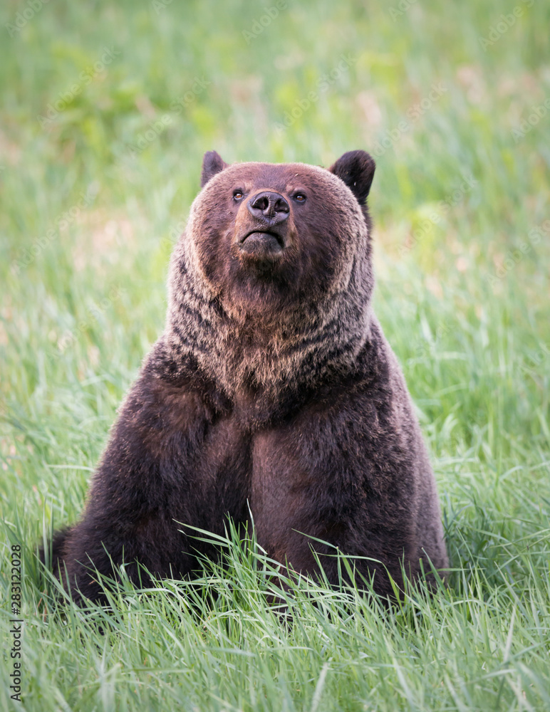 Fototapeta premium Girzzly bears during mating season