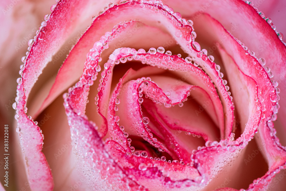 Pink Rose Close Up With Water Droplets