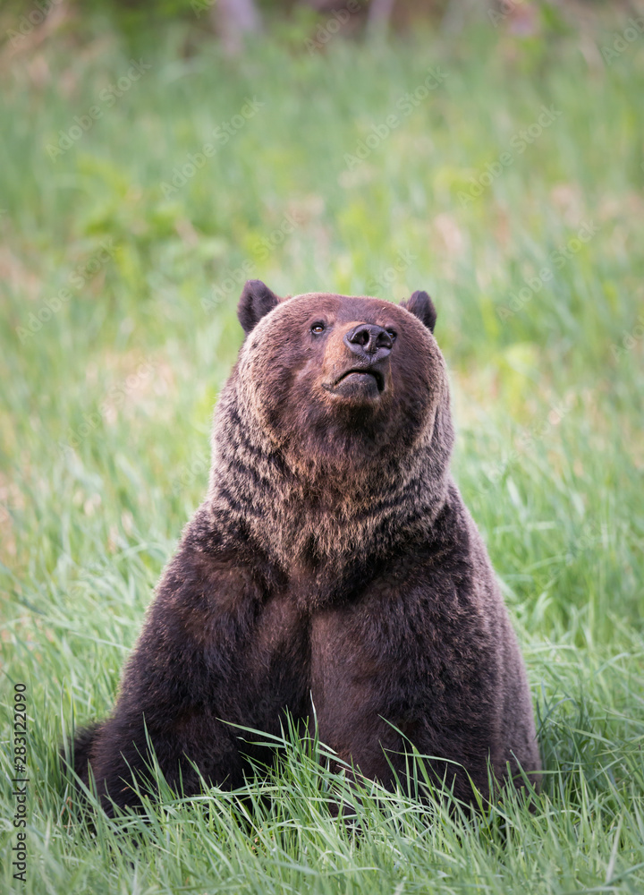 Fototapeta premium Girzzly bears during mating season