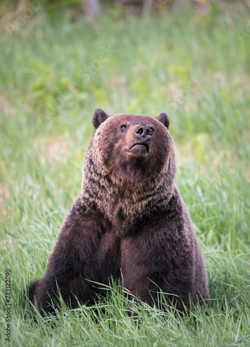 Girzzly bears during mating season